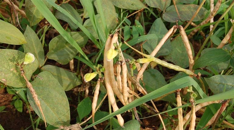 How Genebanks Helped Ahmed Bring Back Cowpea to Somalia