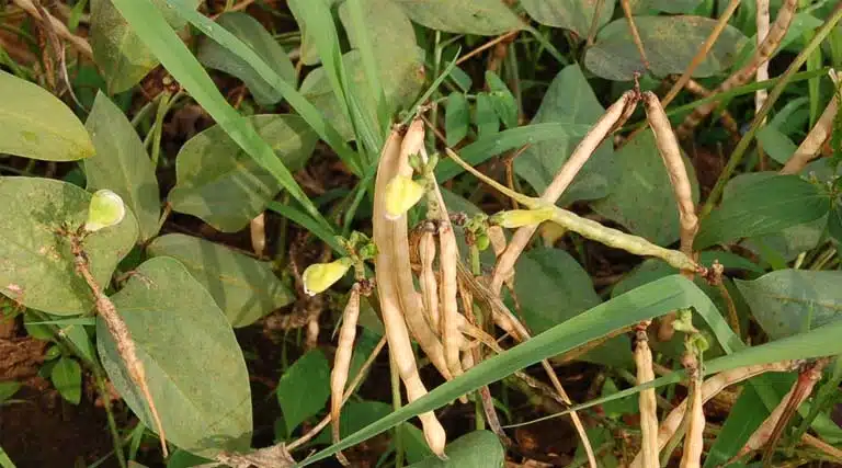 How Genebanks Helped Ahmed Bring Back Cowpea to Somalia