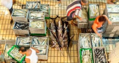 New FAO Publication Describes Global Fish Fraud And The Tools To Combat It