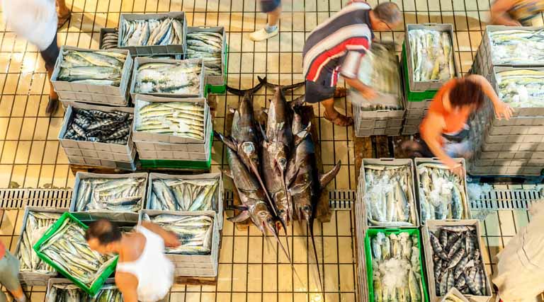 New FAO Publication Describes Global Fish Fraud And The Tools To Combat It