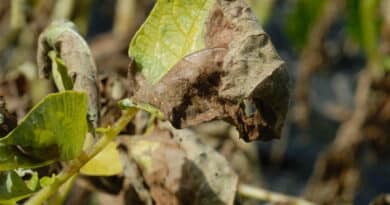 Managing Resistant Blight Strains Now In The UK