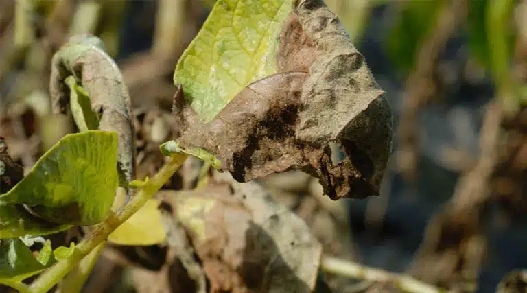 Managing Resistant Blight Strains Now In The UK