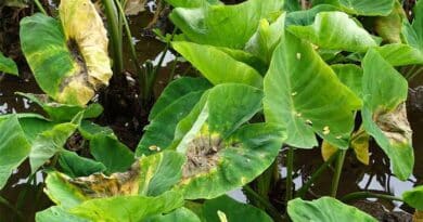 Logotonu Meleisea Waqainabete: Guardian of Crop Diversity in the Pacific Islands