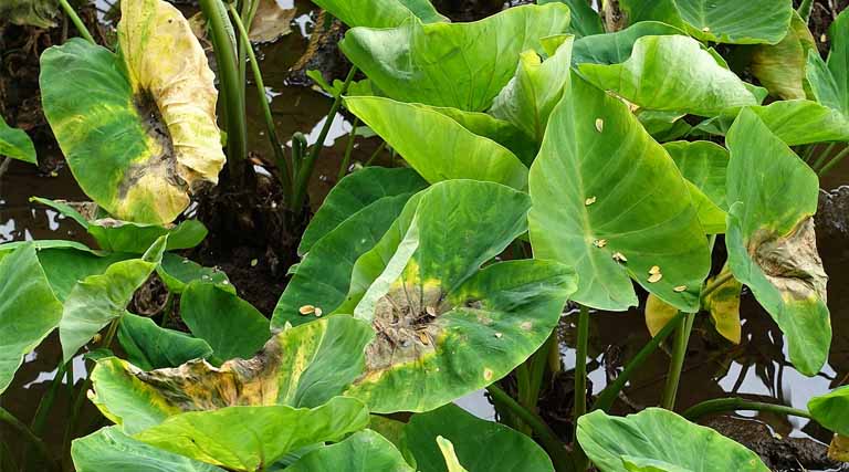 Logotonu Meleisea Waqainabete: Guardian of Crop Diversity in the Pacific Islands
