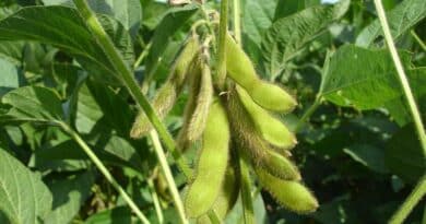 Paraguay Soy 20-30% Harvested, Good Yields Being Reported Paraguay Soy 20-30% Harvested, Good Yields Being Reported