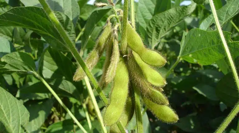 Paraguay Soy 20-30% Harvested, Good Yields Being Reported