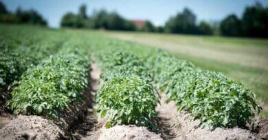 Brazil Soybean Estimate Unchanged at 179.0 Million Tons Brazil Soybean Estimate Unchanged at 179.0 Million Tons