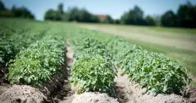 Brazil Soybean Estimate Unchanged at 179.0 Million Tons Brazil Soybean Estimate Unchanged at 179.0 Million Tons