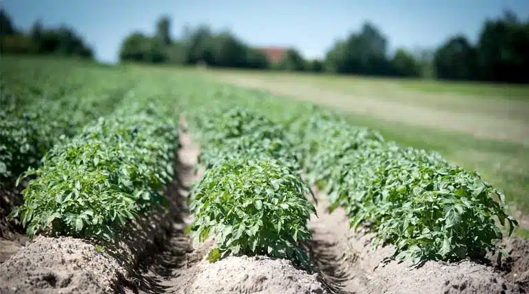 Brazil Soybean Estimate Unchanged at 179.0 Million Tons