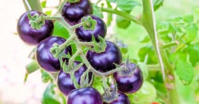 Australia Approves GM Purple Tomato with High Anthocyanins for Commercial Cultivation and Food Use