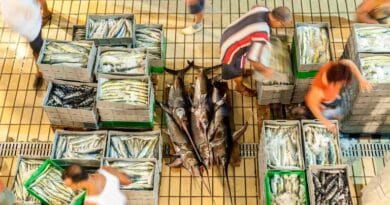 Up to 20% of Global Seafood Trade Affected by Fish Fraud: FAO Report