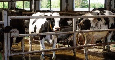 Oregon Regulators Urged to Protect Waterways from Factory Farm Pollution Oregon Regulators Urged to Protect Waterways from Factory Farm Pollution