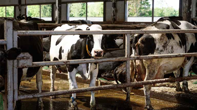 Oregon Regulators Urged to Protect Waterways from Factory Farm Pollution