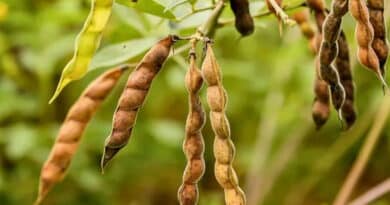 India's Quiet 'Pulses Revolution' To Serve 100% Homegrown Dal