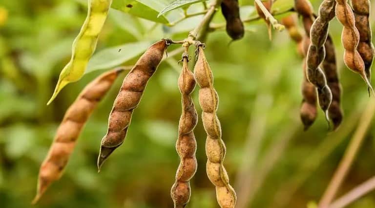 India's Quiet 'Pulses Revolution' To Serve 100% Homegrown Dal
