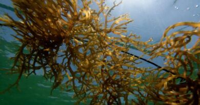 India Identifies 384 Seaweed Farming Sites Across 24,707 ha; Government Boosts Sector with ₹198 Crore Investment