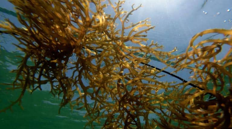 India Identifies 384 Seaweed Farming Sites Across 24,707 ha; Government Boosts Sector with ₹198 Crore Investment