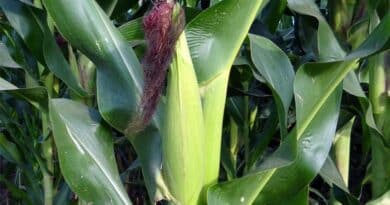 India’s Maize Sector by the Numbers: 1.69 Crore Holdings, Rising MSP and NFSM Funding