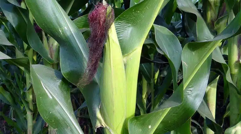 India’s Maize Sector by the Numbers: 1.69 Crore Holdings, Rising MSP and NFSM Funding