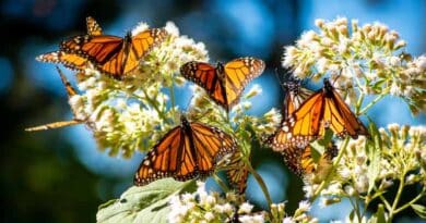 Lawsuit Seeks to Protect Monarchs Under Endangered Species Act