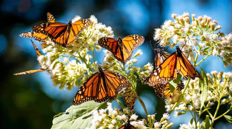 Lawsuit Seeks to Protect Monarchs Under Endangered Species Act
