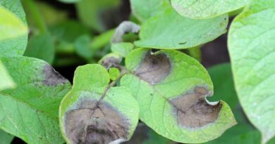 Early Release Of Euroblight Blight Monitoring Results For The 2025 Potato Crop Early Release Of Euroblight Blight Monitoring Results For The 2025 Potato Crop