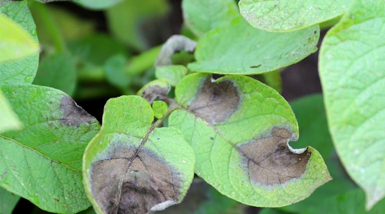 Early Release Of Euroblight Blight Monitoring Results For The 2025 Potato Crop