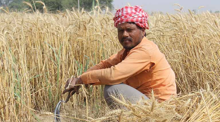 Budget 2026–27 India: Why Cutting Agricultural Research Funding Could Hurt Productivity