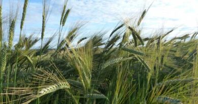 India Approves Limited Wheat Exports Amid Comfortable Stocks and Strong Rabi Outlook