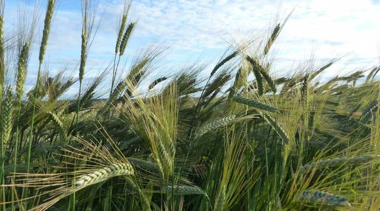 India Approves Limited Wheat Exports Amid Comfortable Stocks and Strong Rabi Outlook