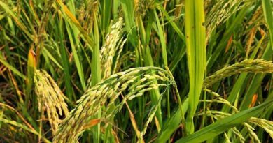 Proposed US Tariff Cut to 18% Sparks Optimism Among Indian Rice Exporters Proposed US Tariff Cut to 18% Sparks Optimism Among Indian Rice Exporters