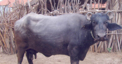 Banni Buffalo: The Resilient Dairy Breed of the Kachchh Grasslands Banni Buffalo: The Resilient Dairy Breed of the Kachchh Grasslands