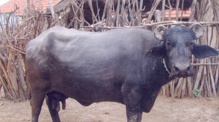 Banni Buffalo: The Resilient Dairy Breed of the Kachchh Grasslands