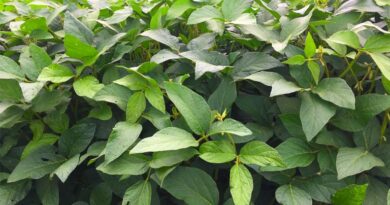 Empowering Farmers Through Community Seed Entrepreneurship In Malawi