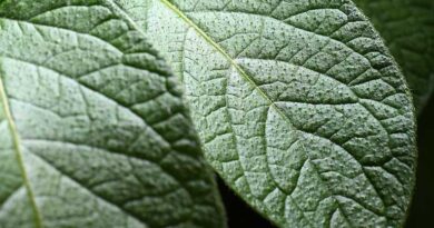 Syngenta Blight Advice For The 2026 Season Syngenta Blight Advice For The 2026 Season