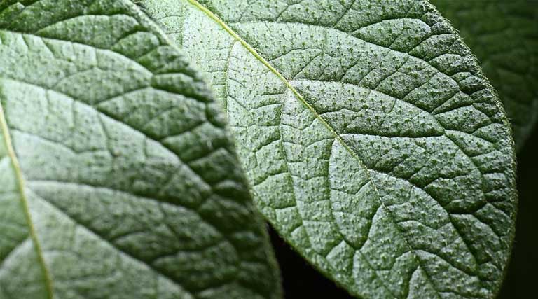 Syngenta Blight Advice For The 2026 Season