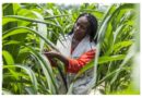 Why Study Sustainable Agriculture With Imperial And CABI Why Study Sustainable Agriculture With Imperial And CABI