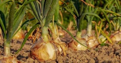 ₹701.54 Crore Insurance Claims Paid to Onion Farmers During 2022-23 to 2024-25 Under PMFBY ₹701.54 Crore Insurance Claims Paid to Onion Farmers During 2022-23 to 2024-25 Under PMFBY