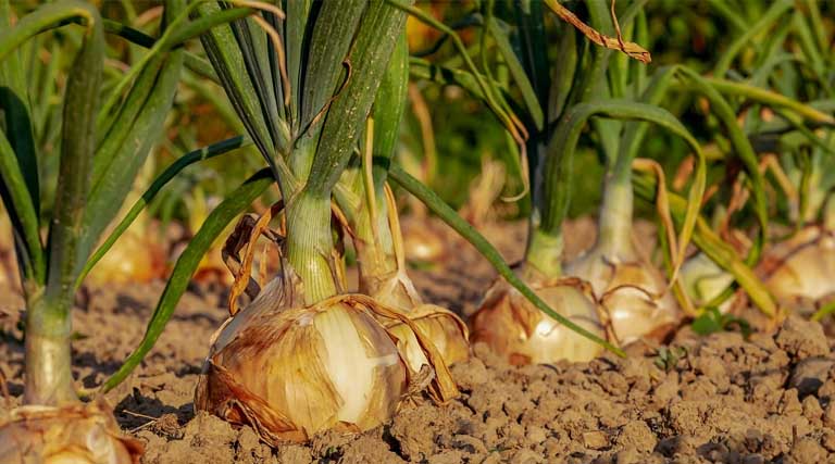 ₹701.54 Crore Insurance Claims Paid to Onion Farmers During 2022-23 to 2024-25 Under PMFBY