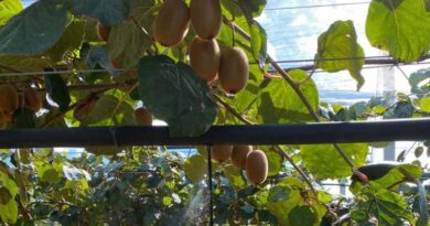 Protecting Kiwi Orchards From Climate Hazards With Precision Irrigation