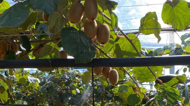 Protecting Kiwi Orchards From Climate Hazards With Precision Irrigation