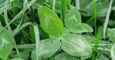 The Natural Advantage Of Clover-grass The Natural Advantage Of Clover-grass