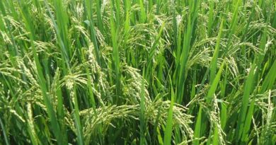 Indian Rice Exporters Federation Member Secures 5,000-Tonne Basmati Rice Export Deal with United States Indian Rice Exporters Federation Member Secures 5,000-Tonne Basmati Rice Export Deal with United States