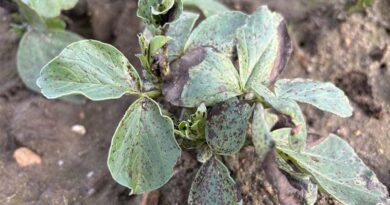 Protect Clean Bean Leaves From Chocolate Spot Spread