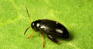 SYN-A, a Natural Olive-derived Compound, Controls Insecticide-resistant Cabbage Stem Flea Beetle