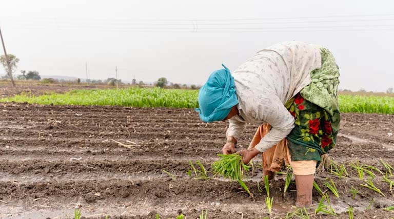 Concerns in the Agricultural Sector After the India–U.S. Trade Agreement