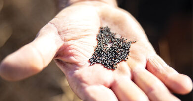 Canola In The Mix Gives Barley A Lift