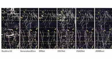 Algorithm Renders A Clear Picture Of Wheat Roots Algorithm Renders A Clear Picture Of Wheat Roots