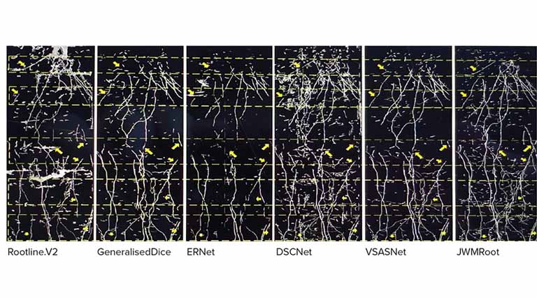 Algorithm Renders A Clear Picture Of Wheat Roots