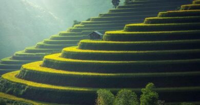 China Cultivates More High-standard Farmland In 2025 Amid Modernization Drive
